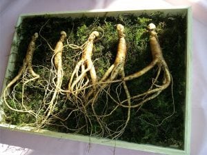 Ginseng and Your Health: Herbal Treatment and Prevention