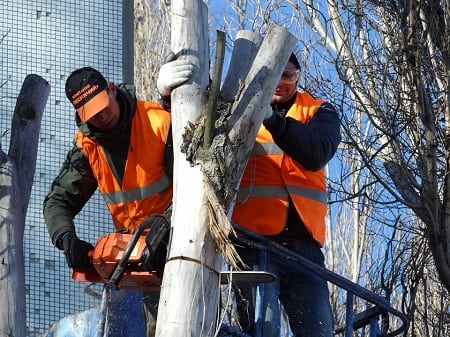 Useful Steps You Should opt for Tree Removal Process